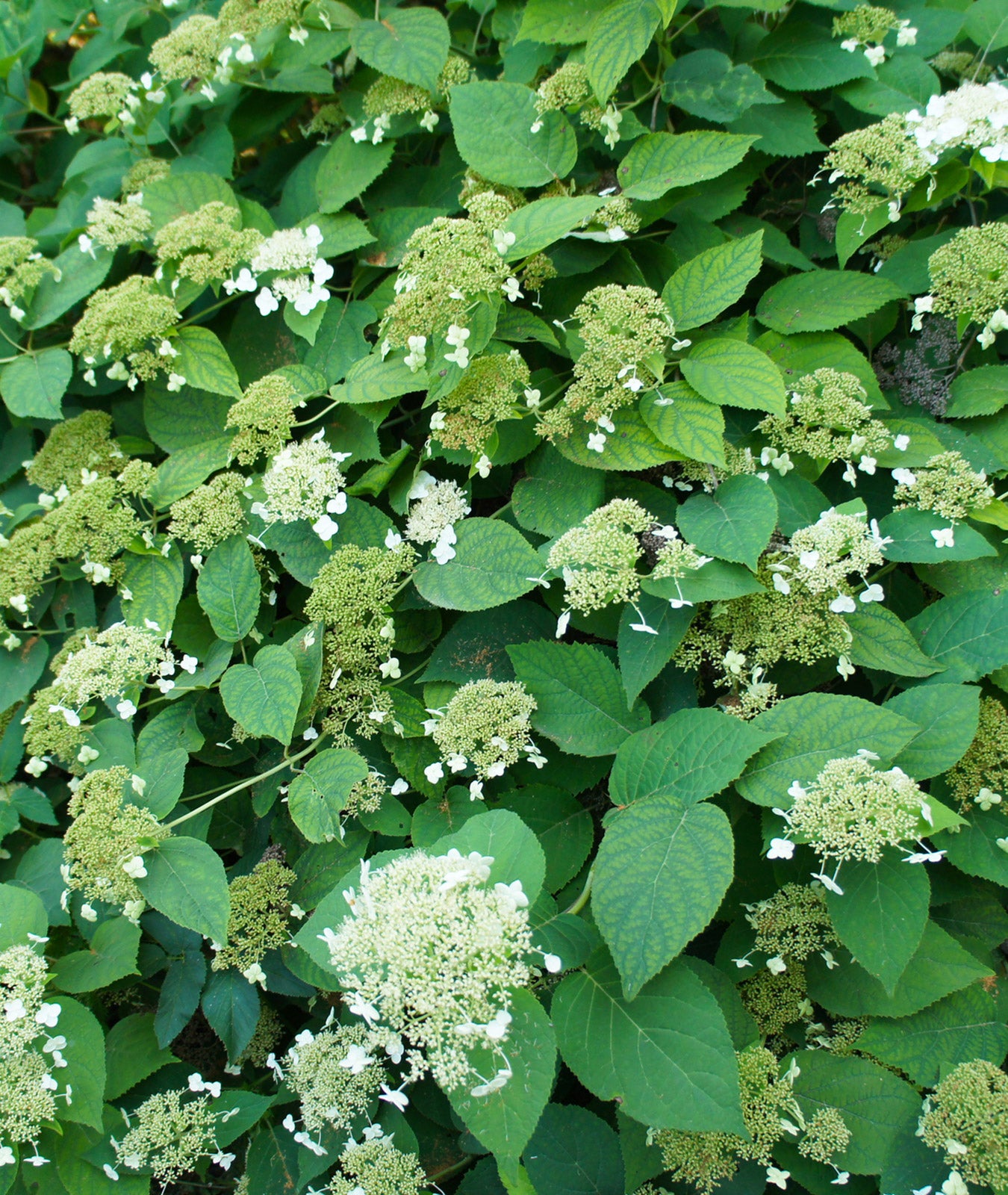 Hydrangea anomala subsp. petiolaris