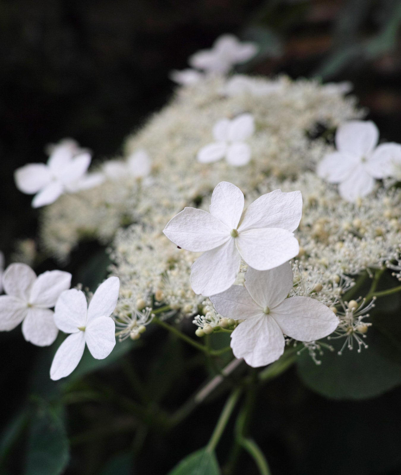 Hydrangea anomala subsp. petiolaris