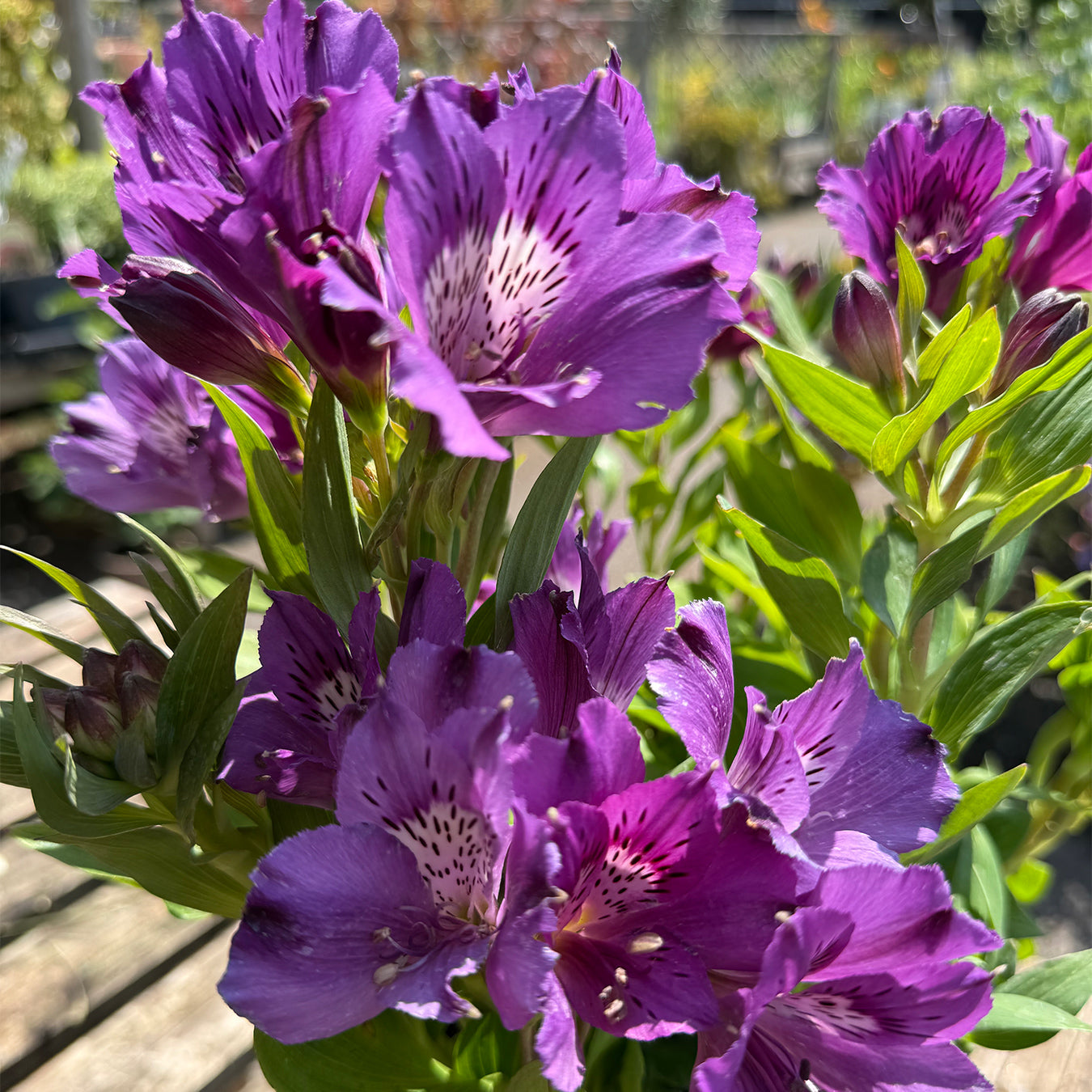 Alstroemeria Inticancha &
