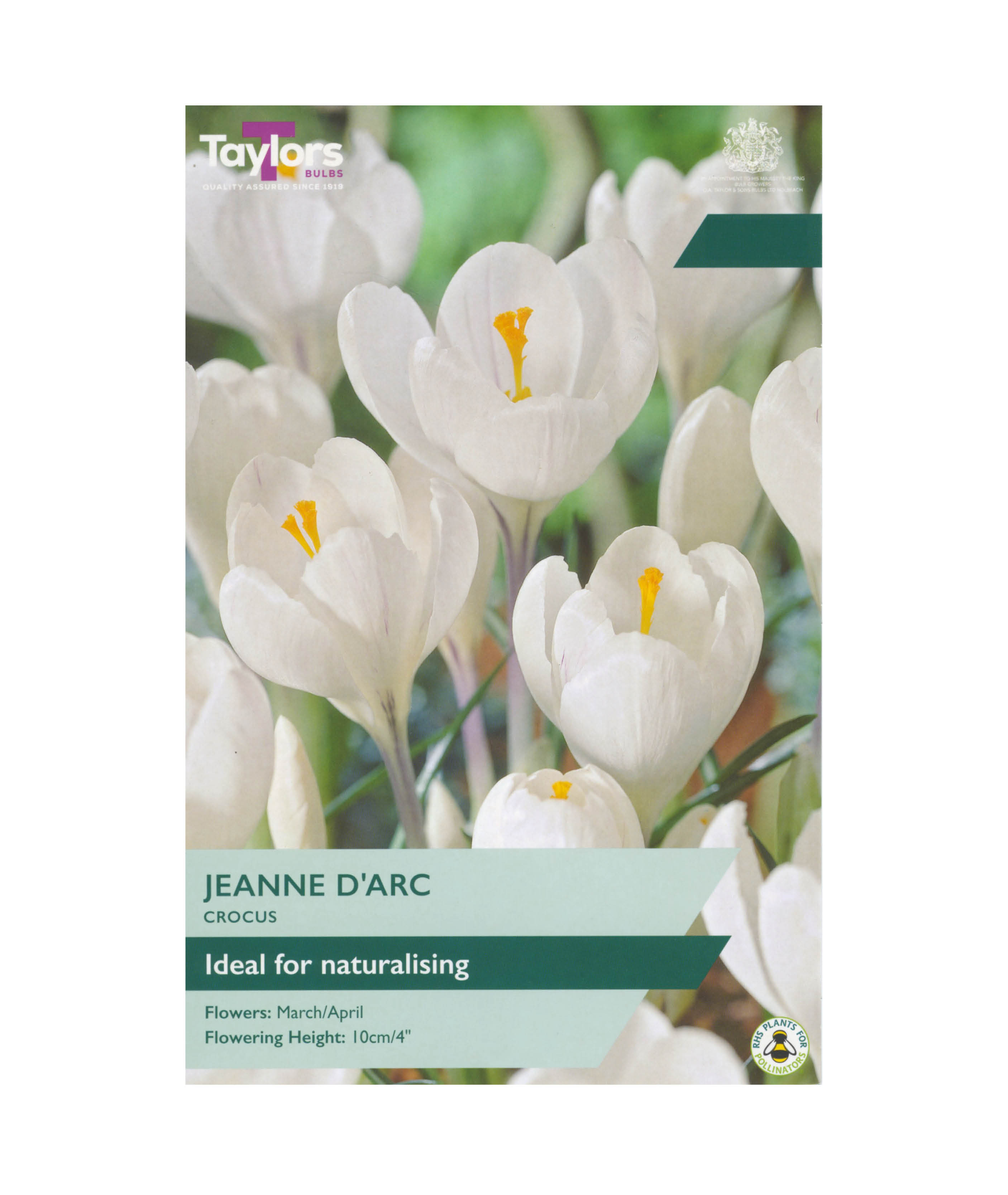 Crocus &