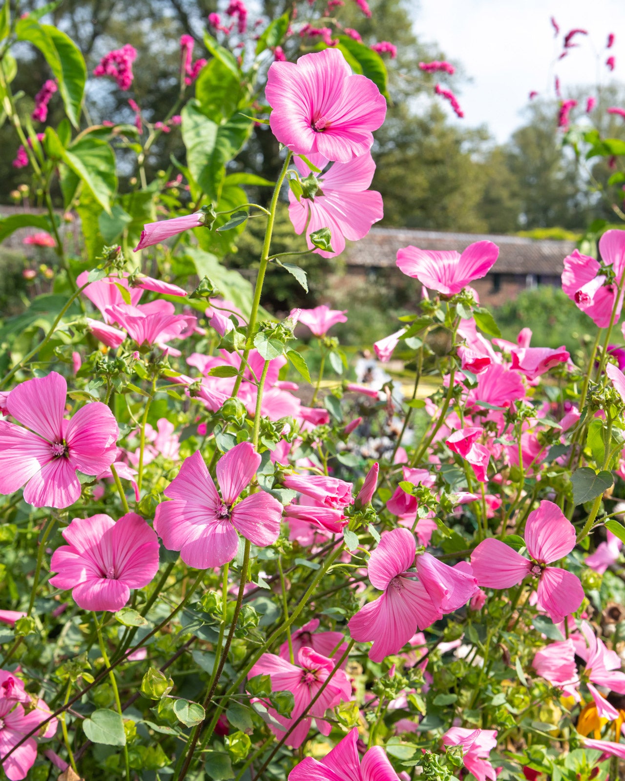 Lavatera x clementii ‘Rosea’