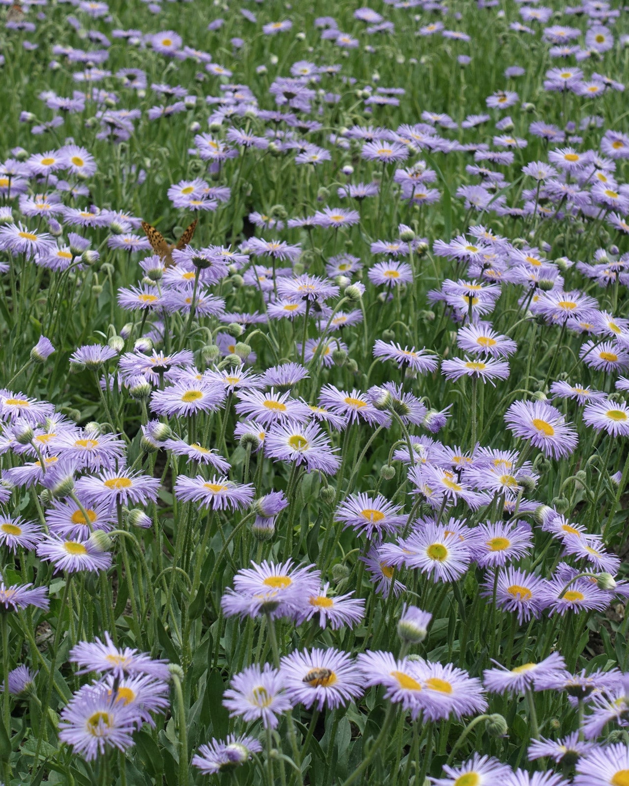 Erigeron karvinskianus &