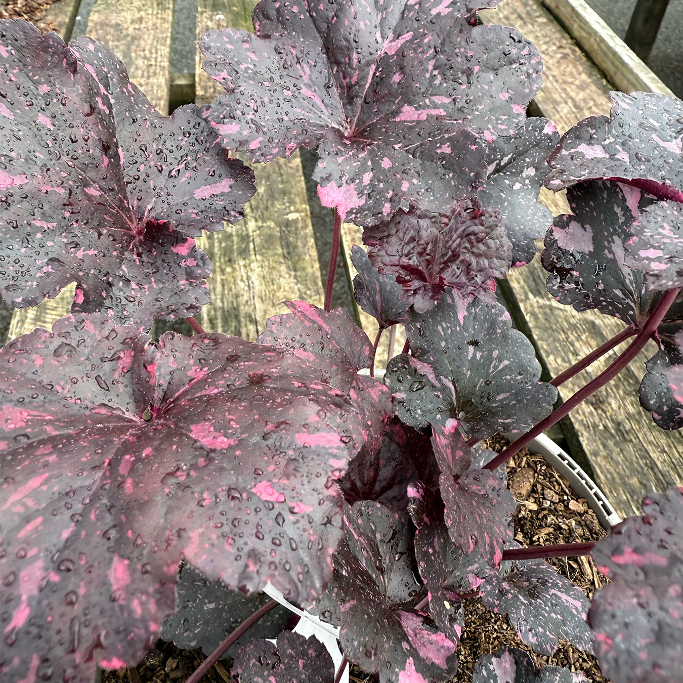 Heuchera &
