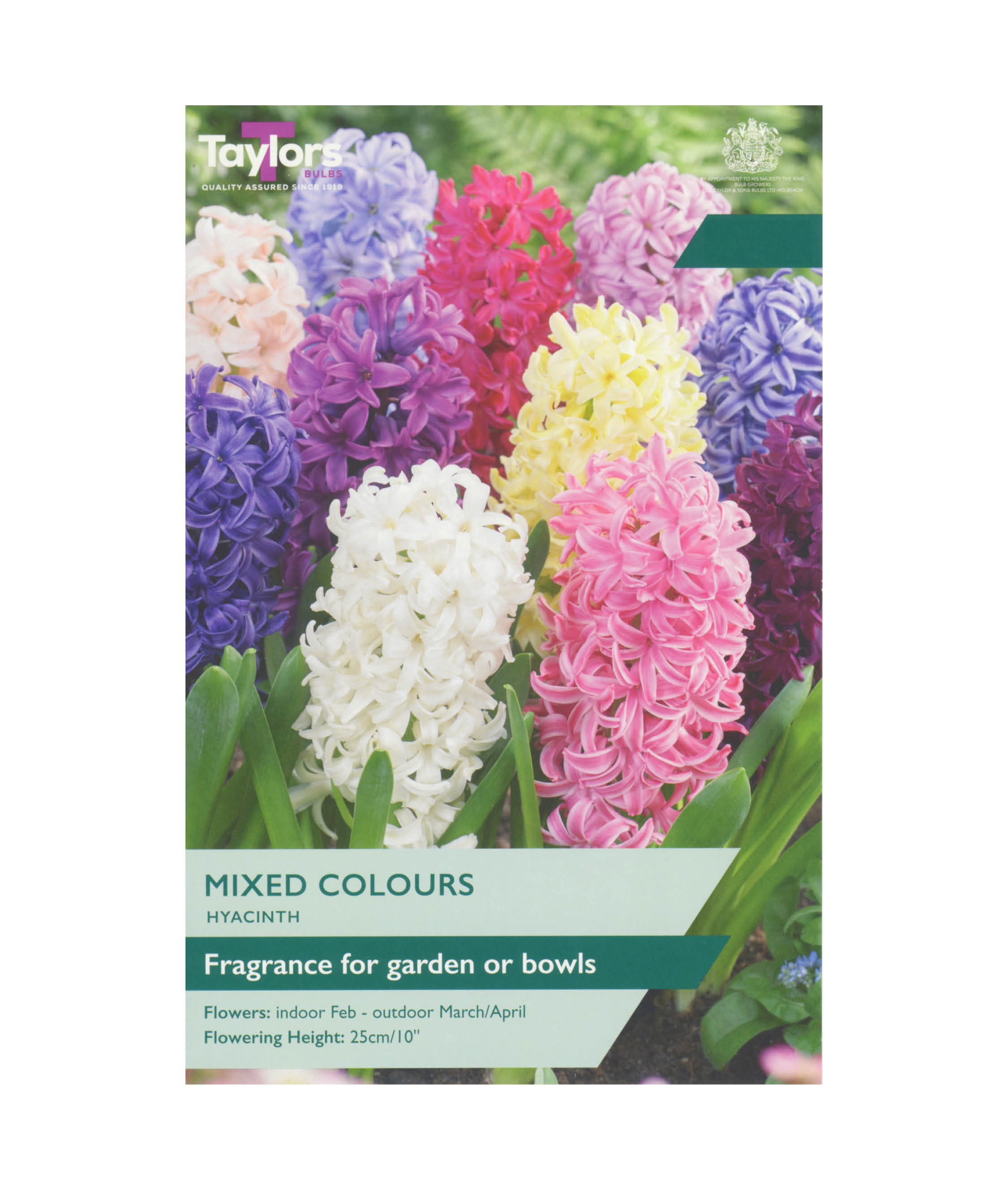 Garden Hyacinth Mixed