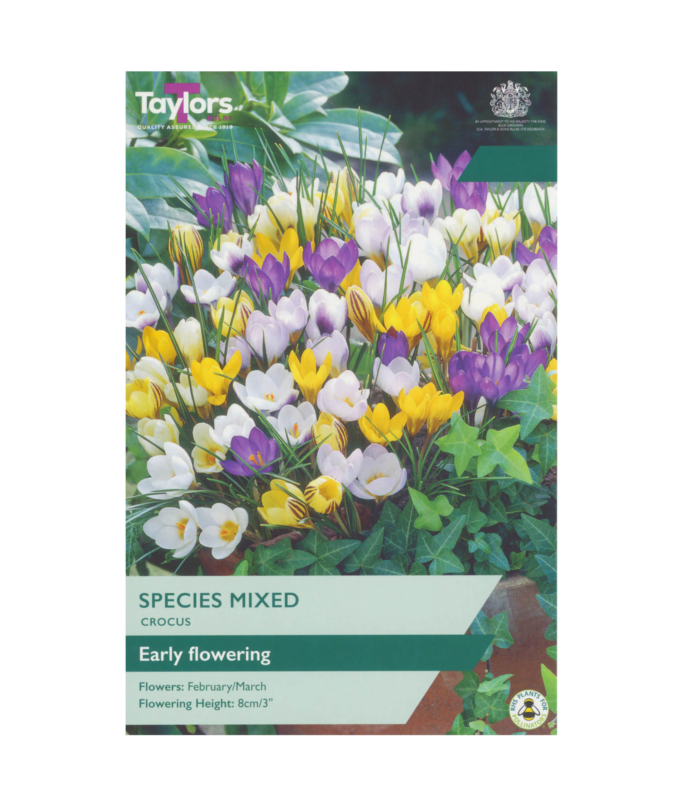 Crocus &