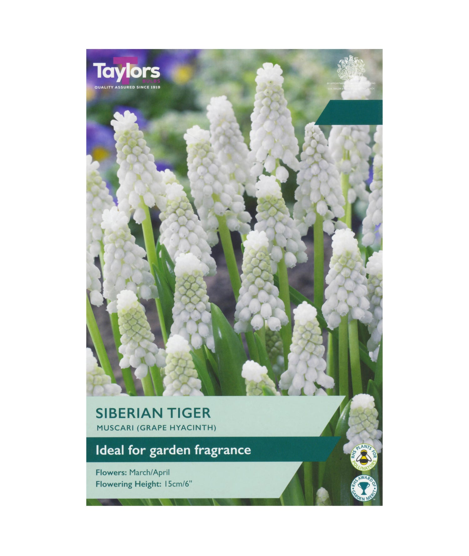 Muscari &