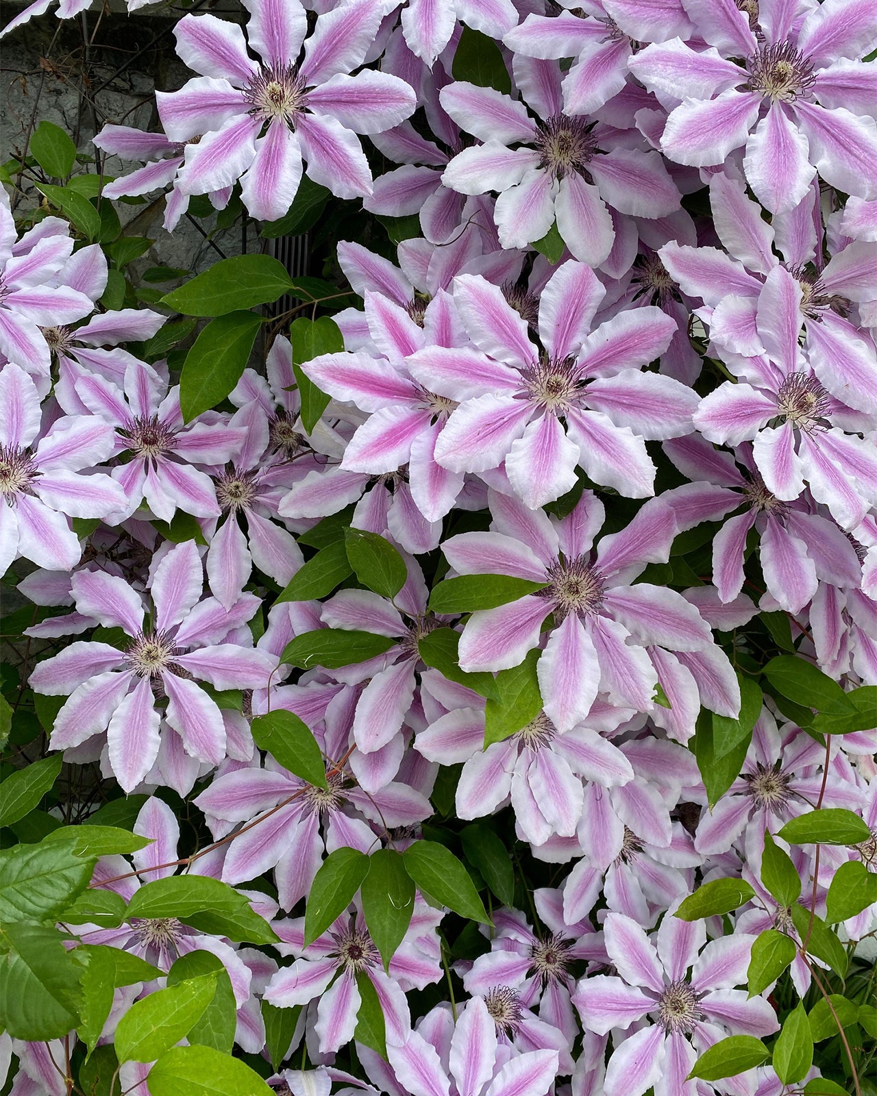 Clematis ‘Nelly Moser’