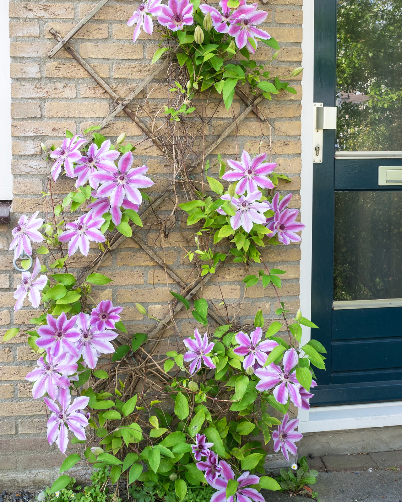 Clematis × ‘Nelly Moser’ - 3 litre pot