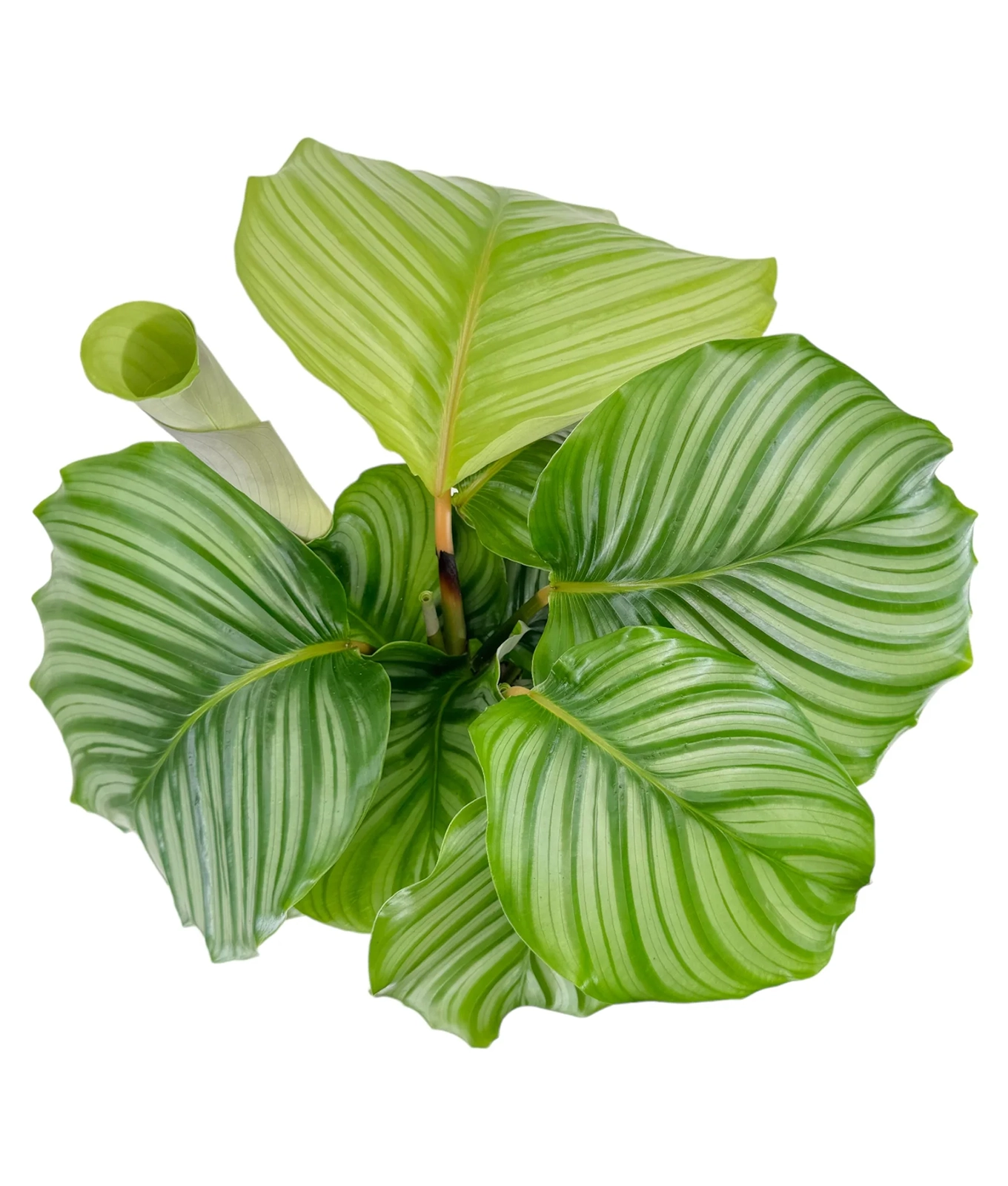 Calathea ‘Orbifolia’ 17cm