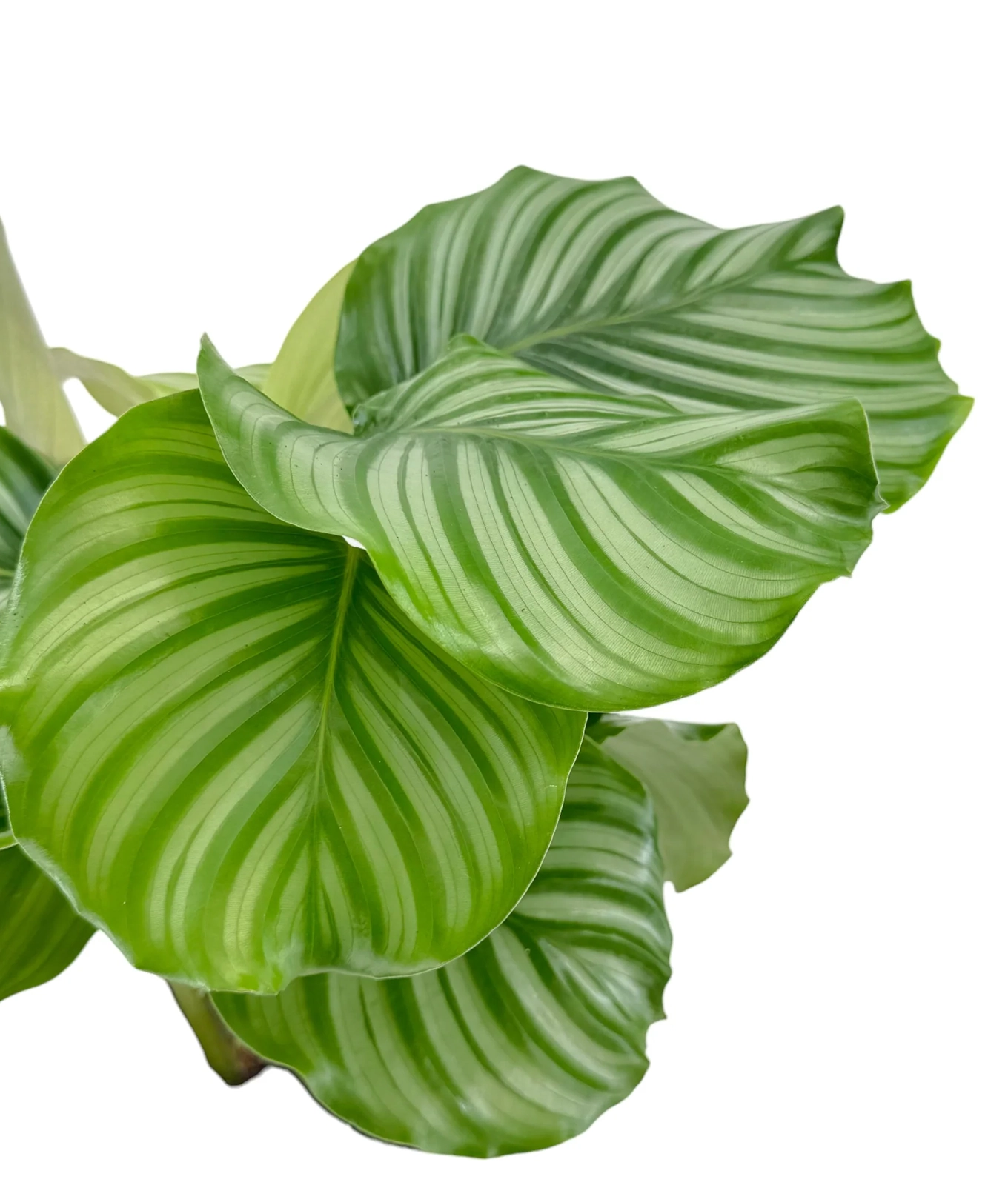 Calathea ‘Orbifolia’ 17cm