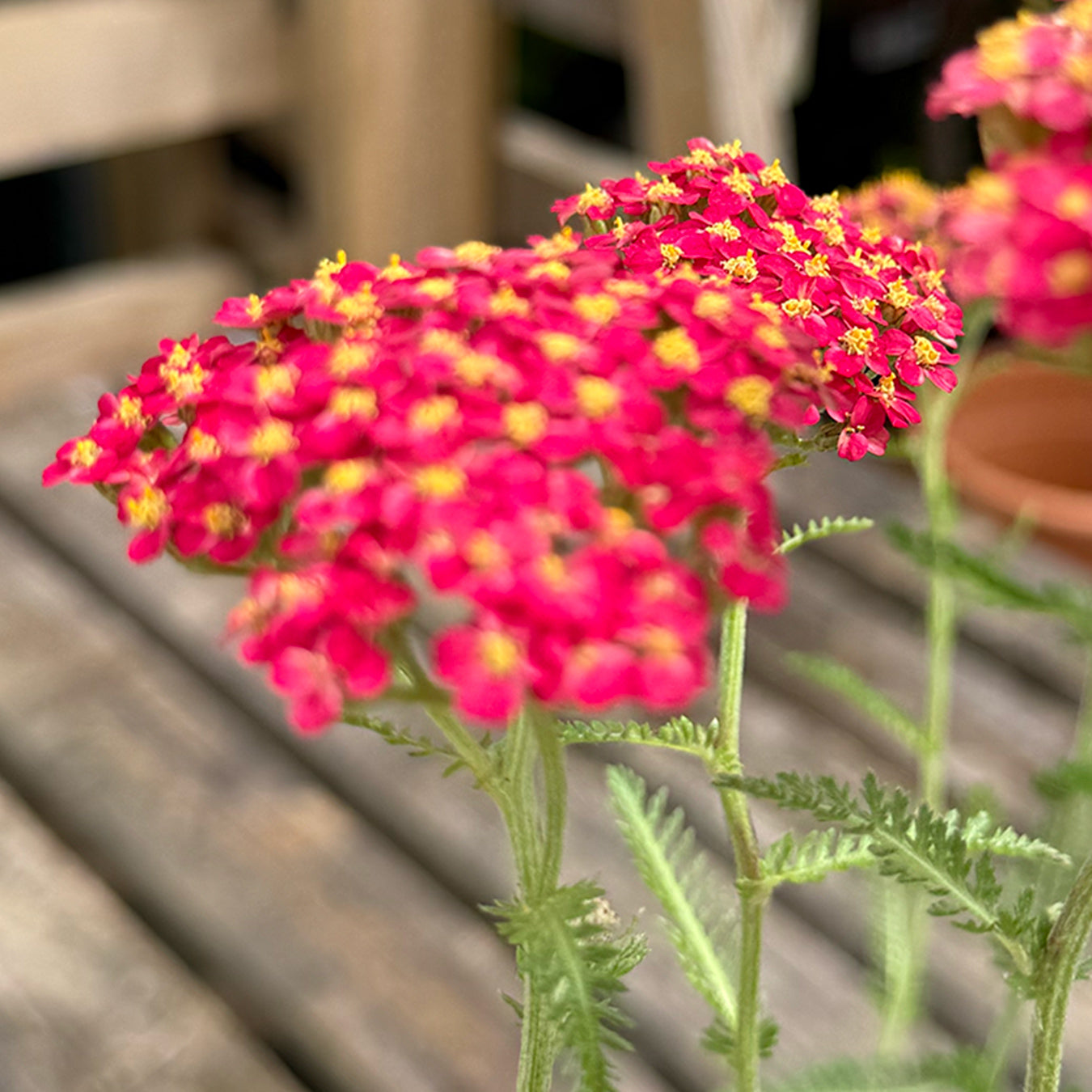 Achillea millefolium &