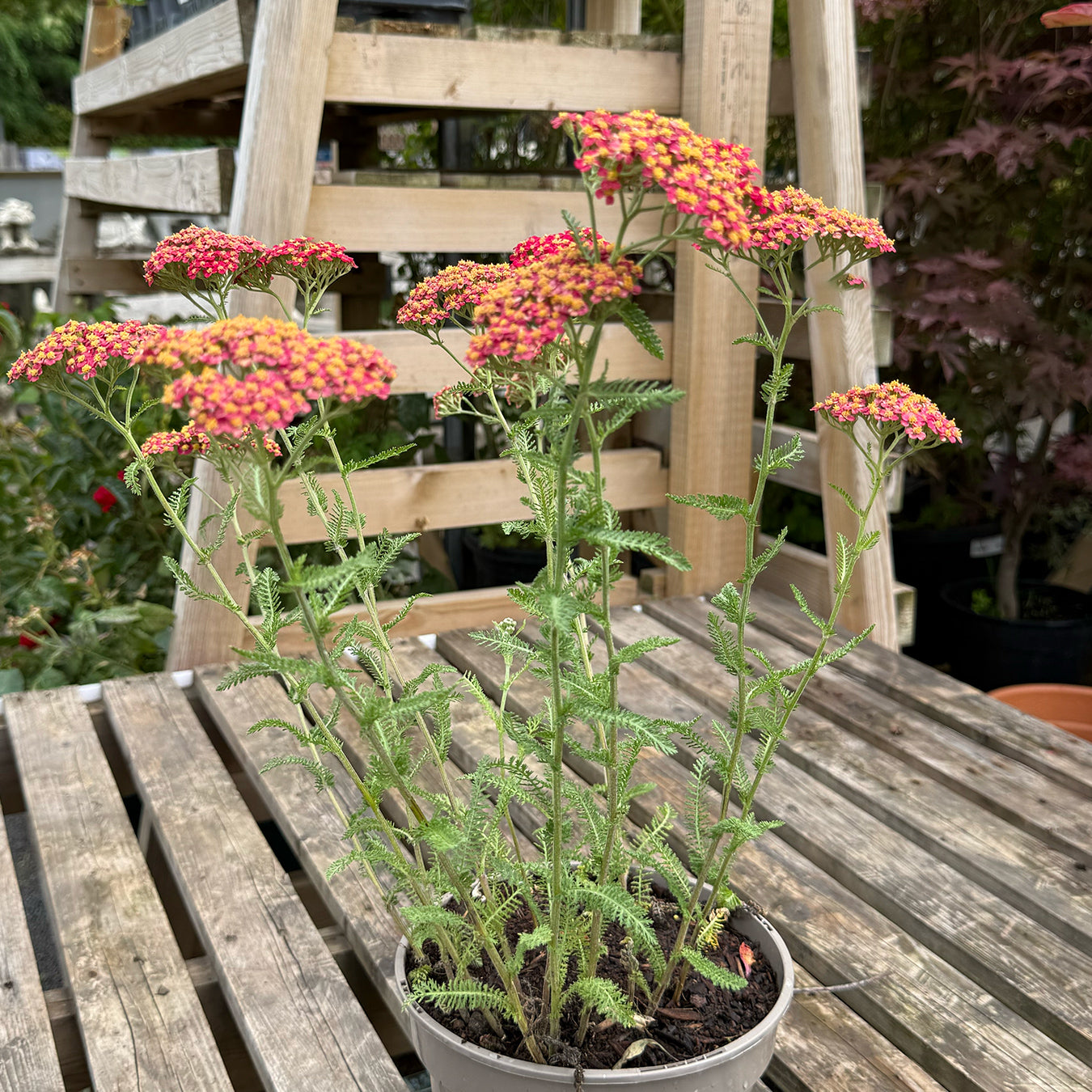 Achillea millefolium &