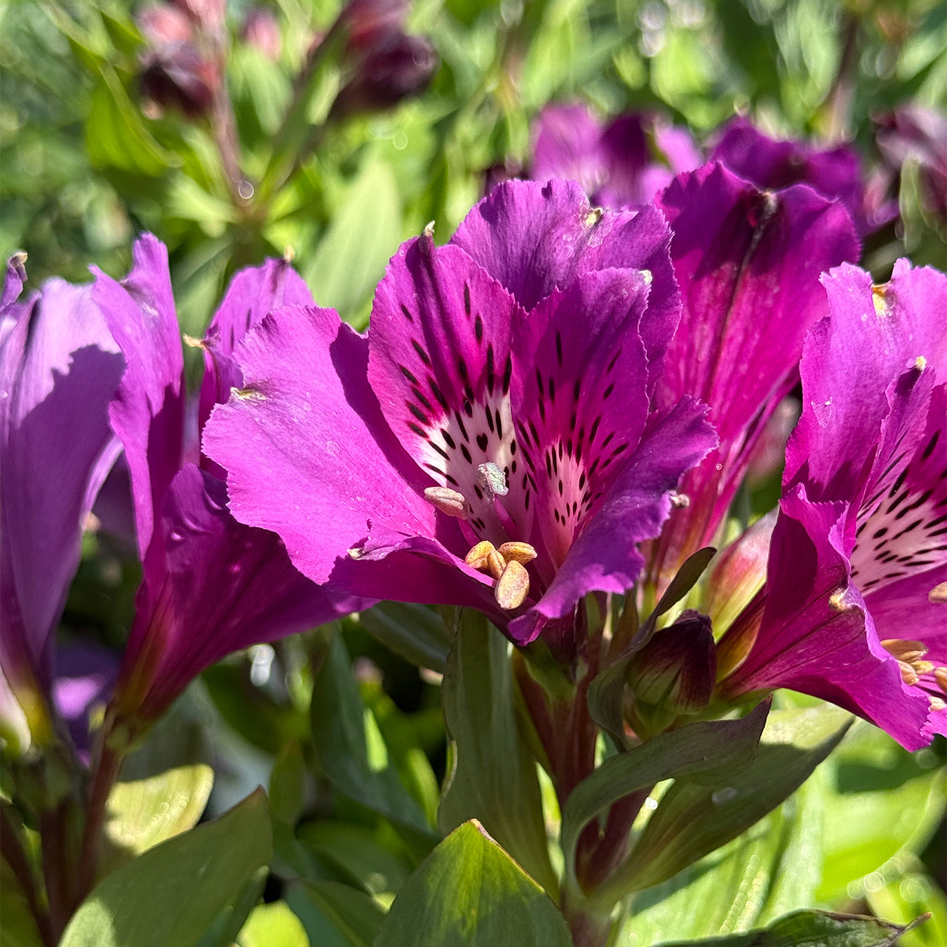 Alstroemeria Inticancha &
