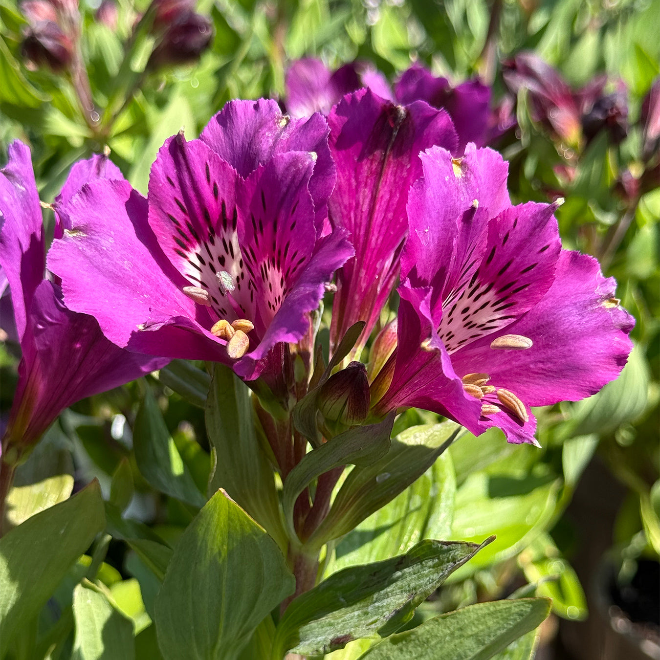 Alstroemeria Inticancha &