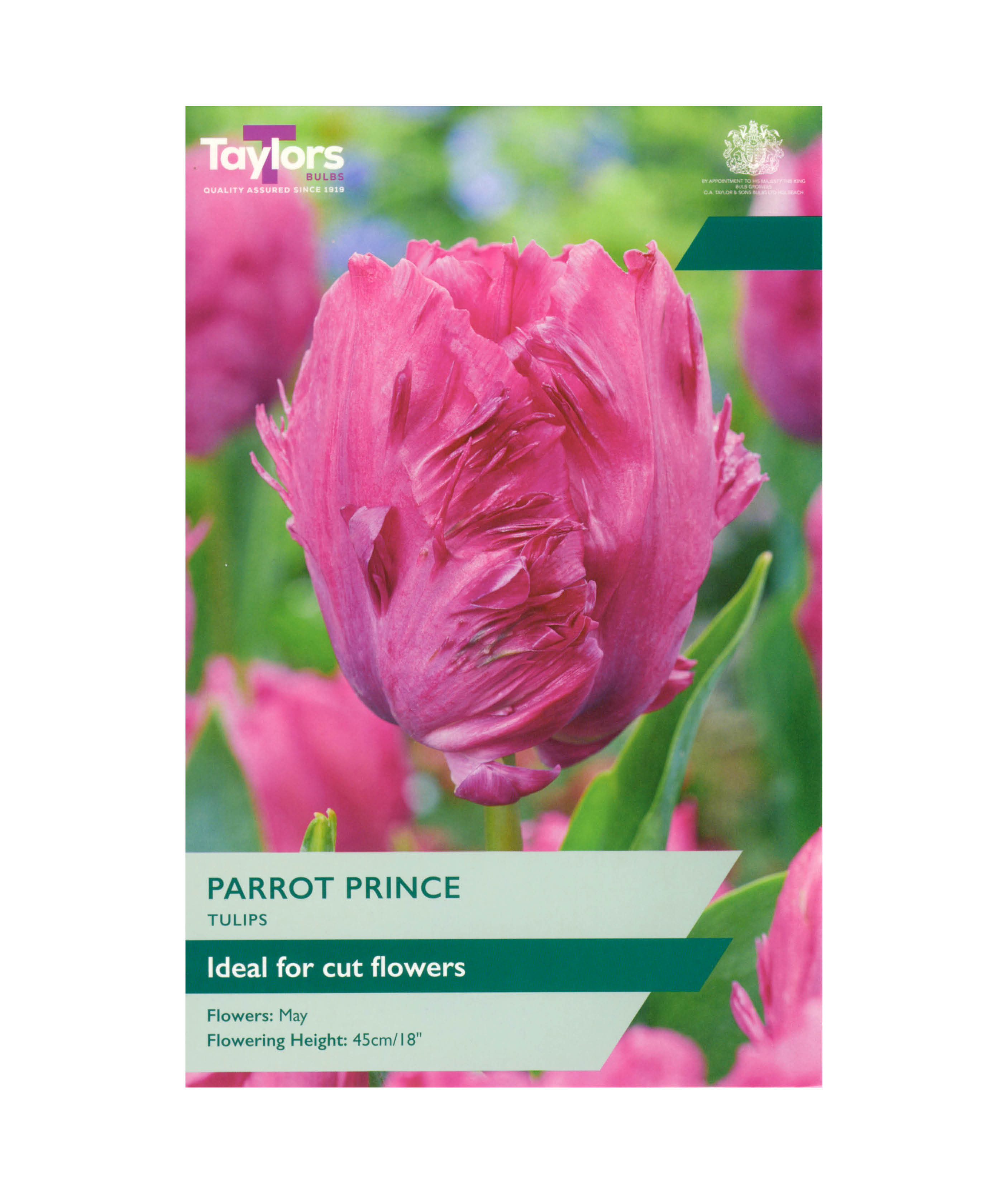 Tulip &