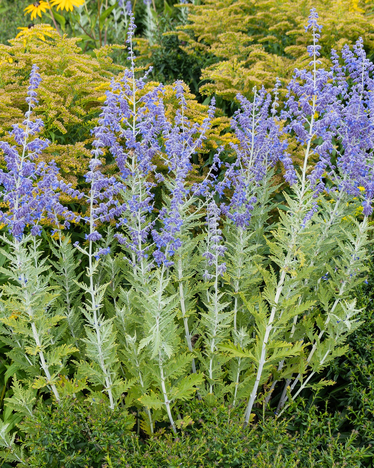 3 litre Perovskia atriplicifolia &