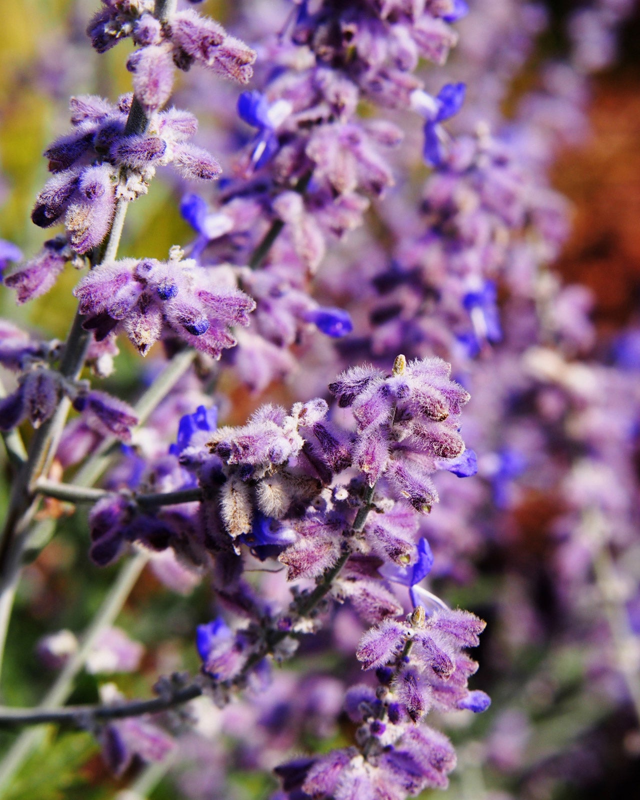 3 litre Perovskia atriplicifolia &