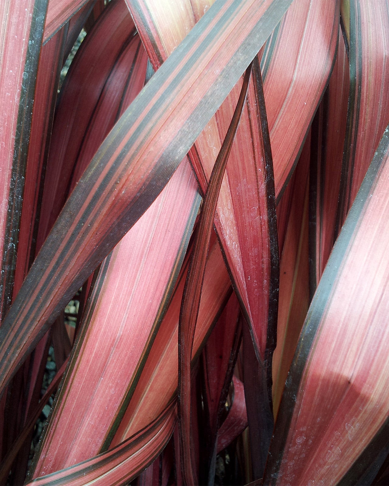 Phormium &