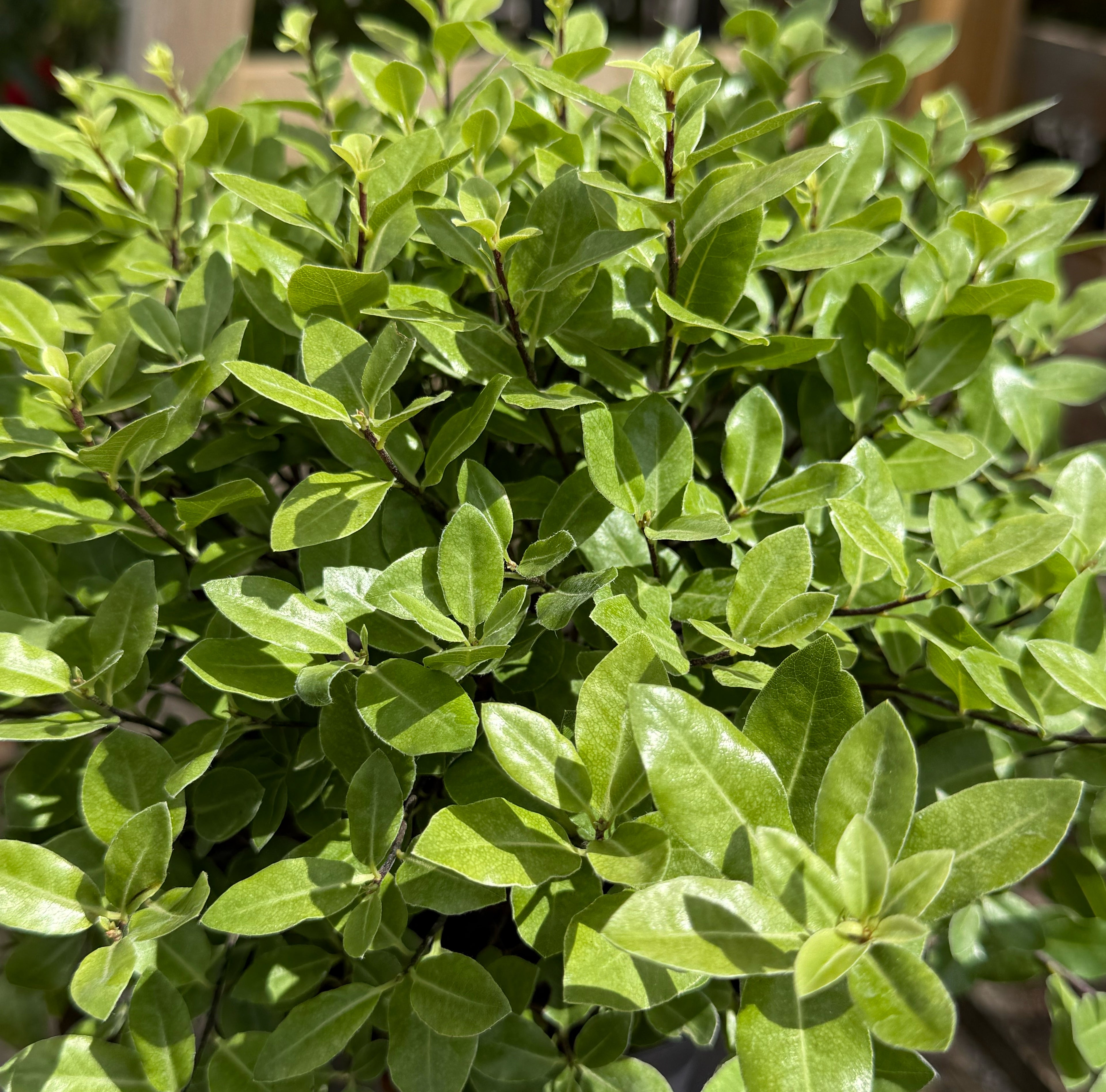 Pittosporum tenuifolium &