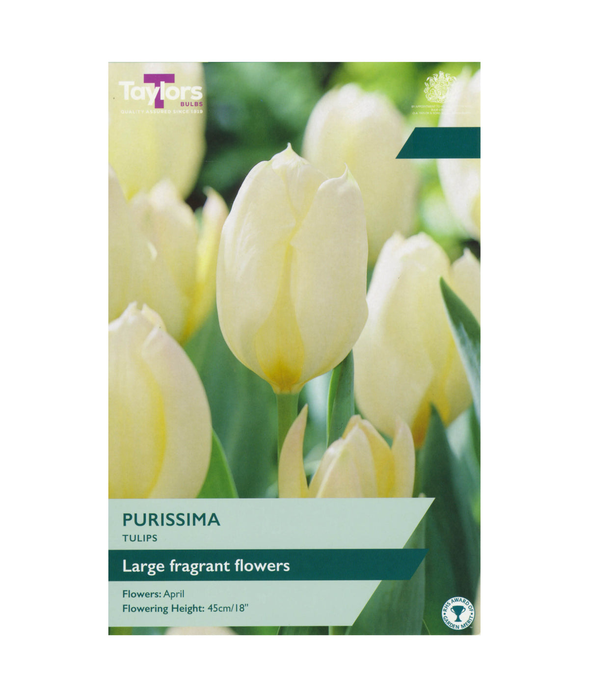 Tulip &