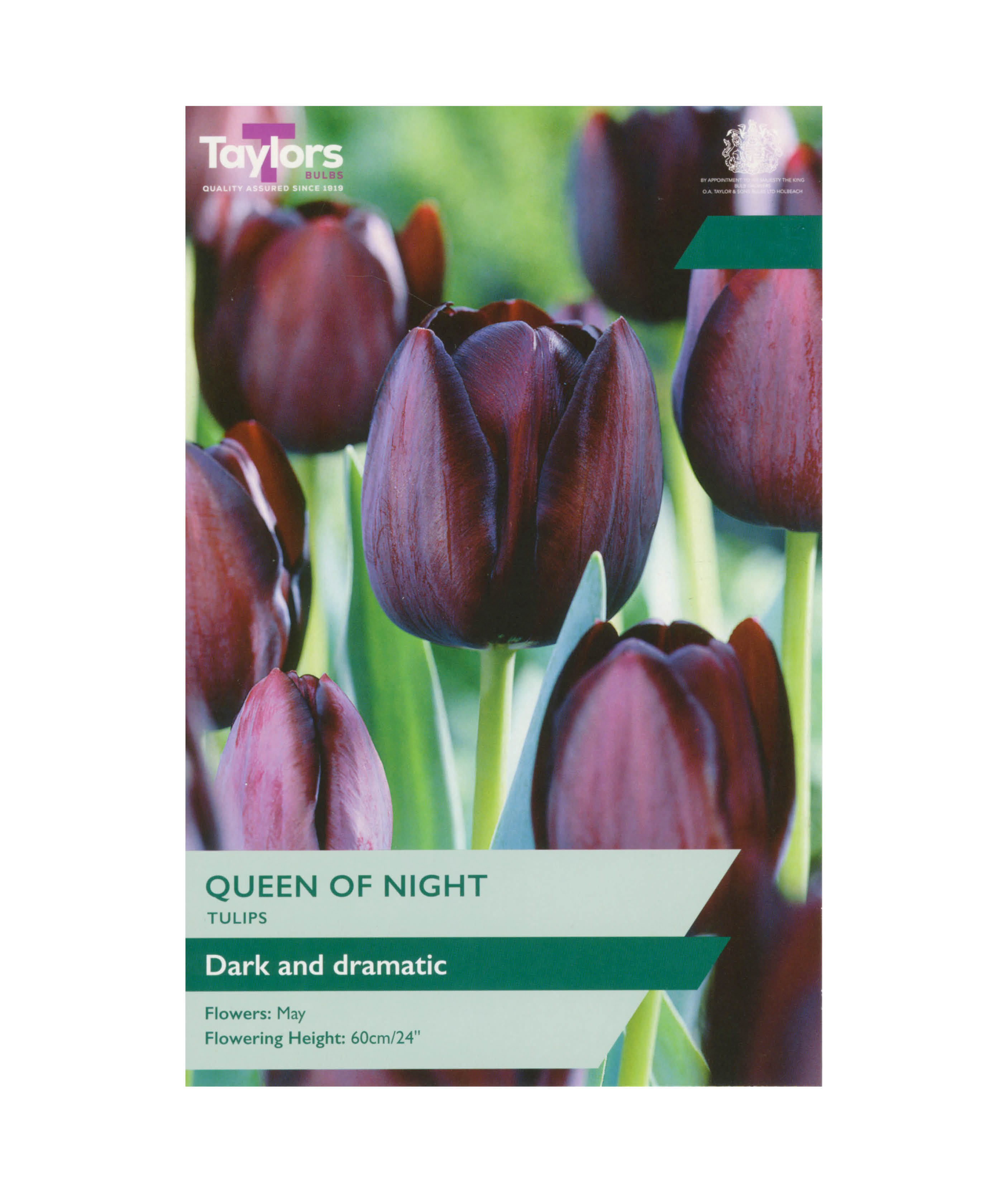 Tulip &