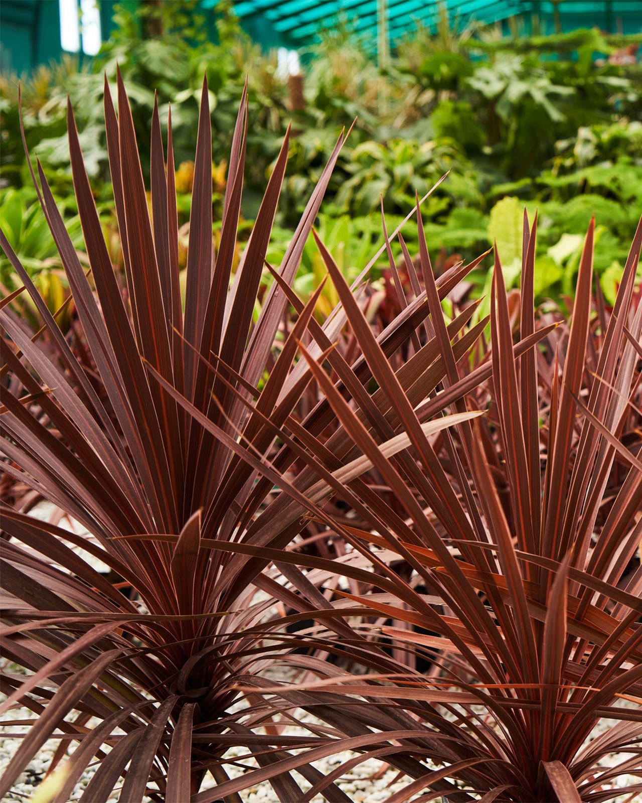 false dracaena cordyline red star Cordyline 'Red Star' – Bold Evergreen for Pots or Borders – Groh Plants