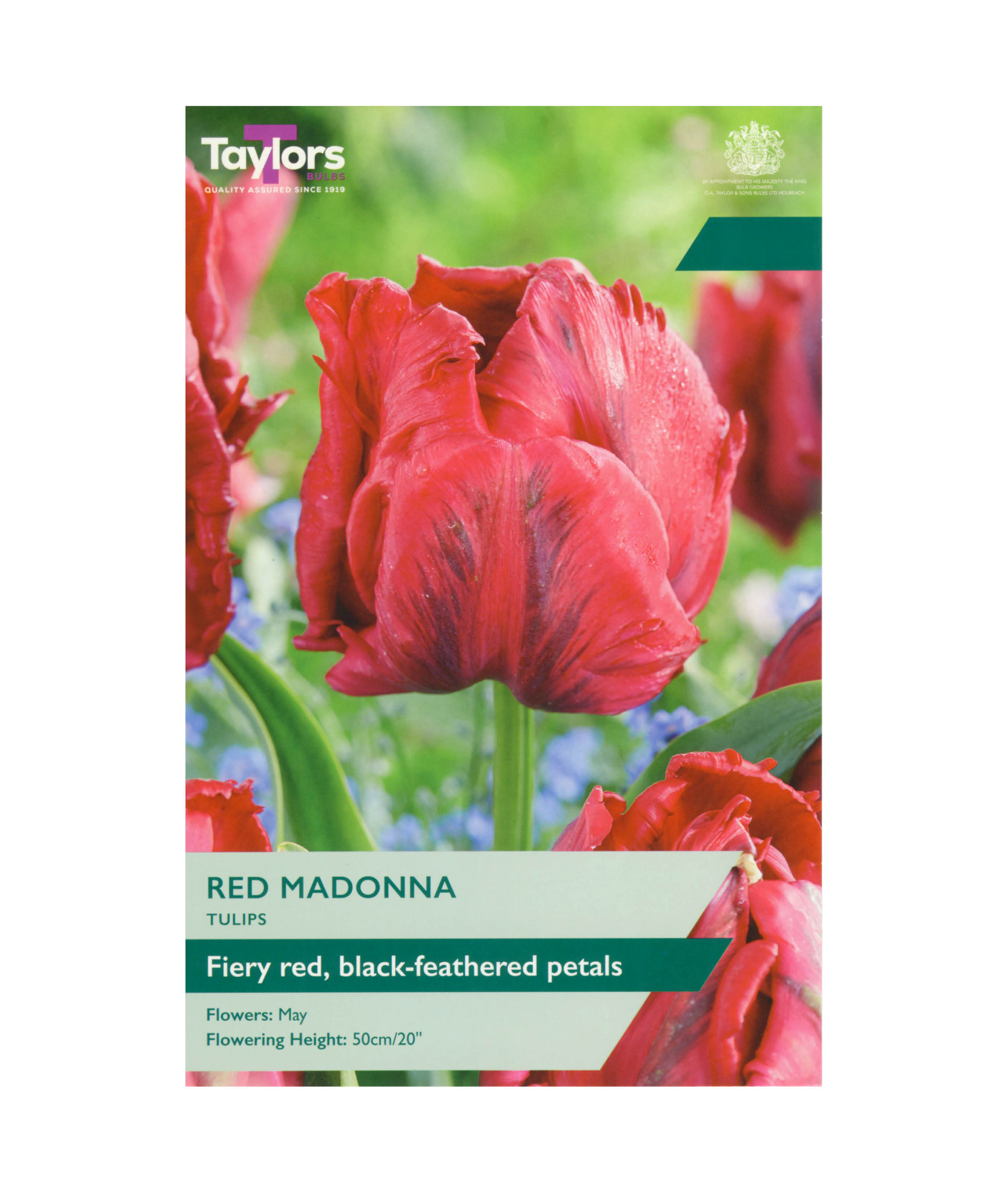 Tulip &