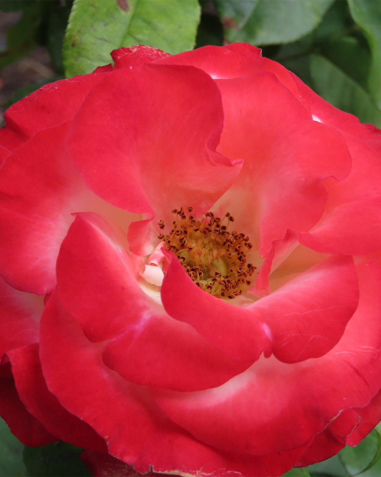 Rosa &