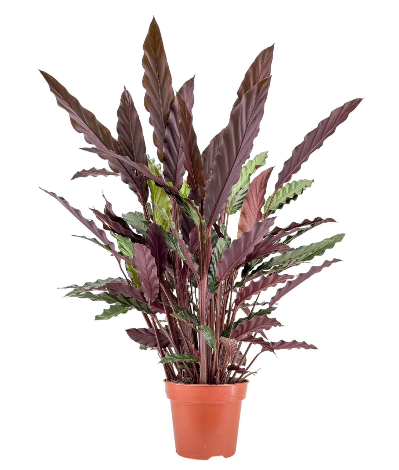 Calathea ‘Rufibarba’ 17cm