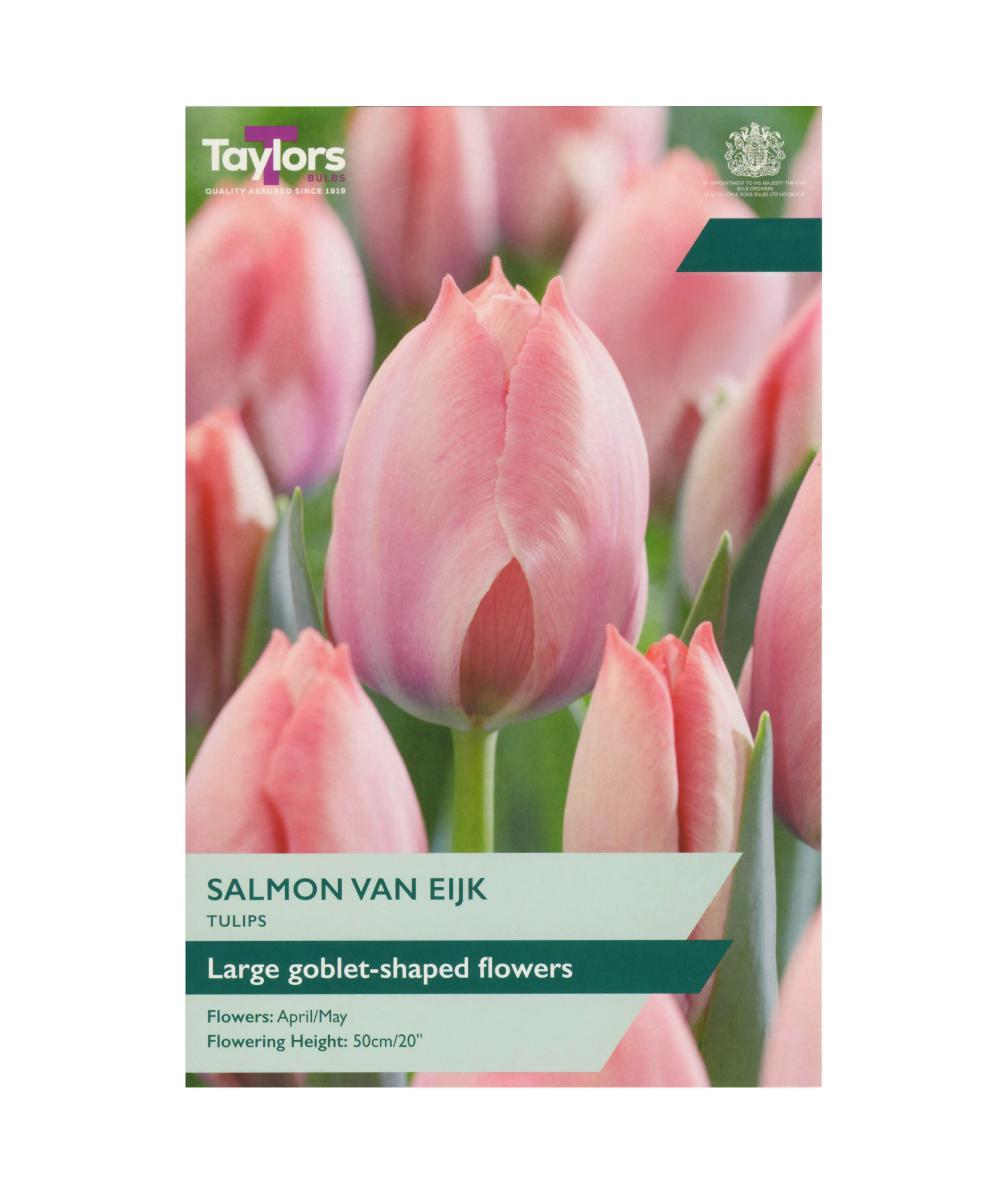 Tulip &