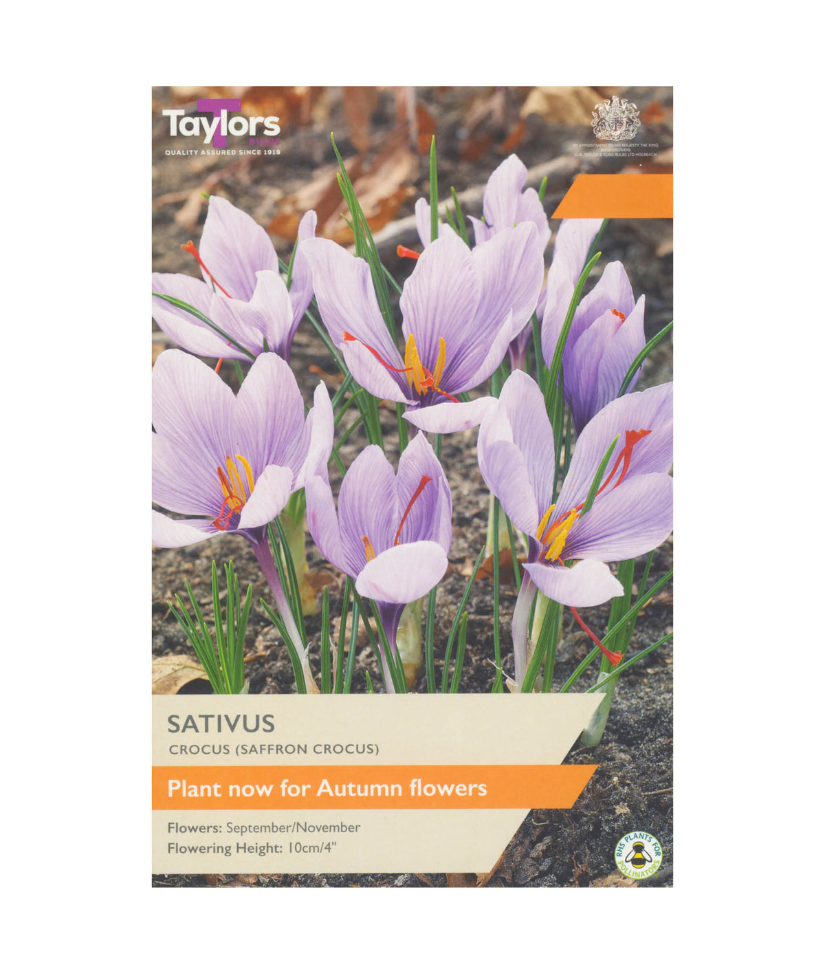 Crocus Sativus