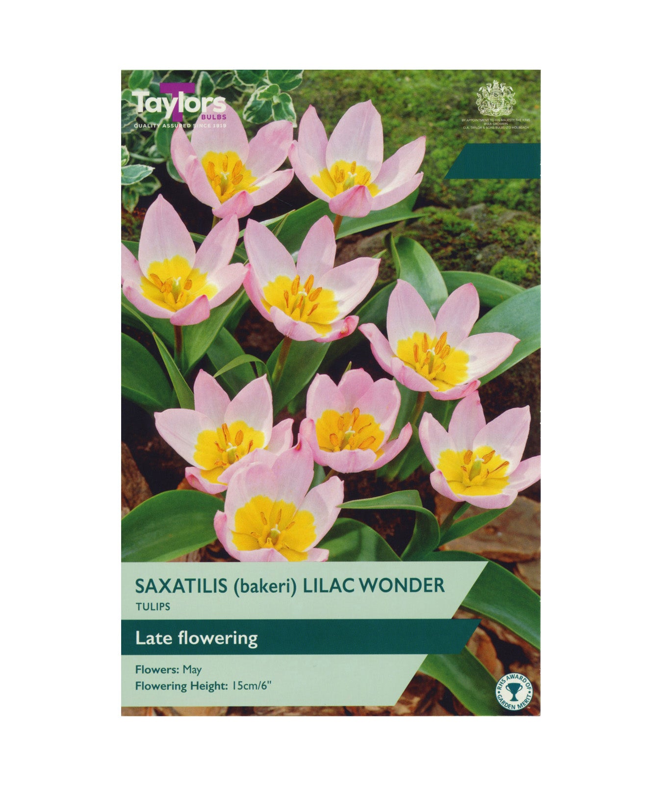 Tulip Saxatilis (Bakeri) &