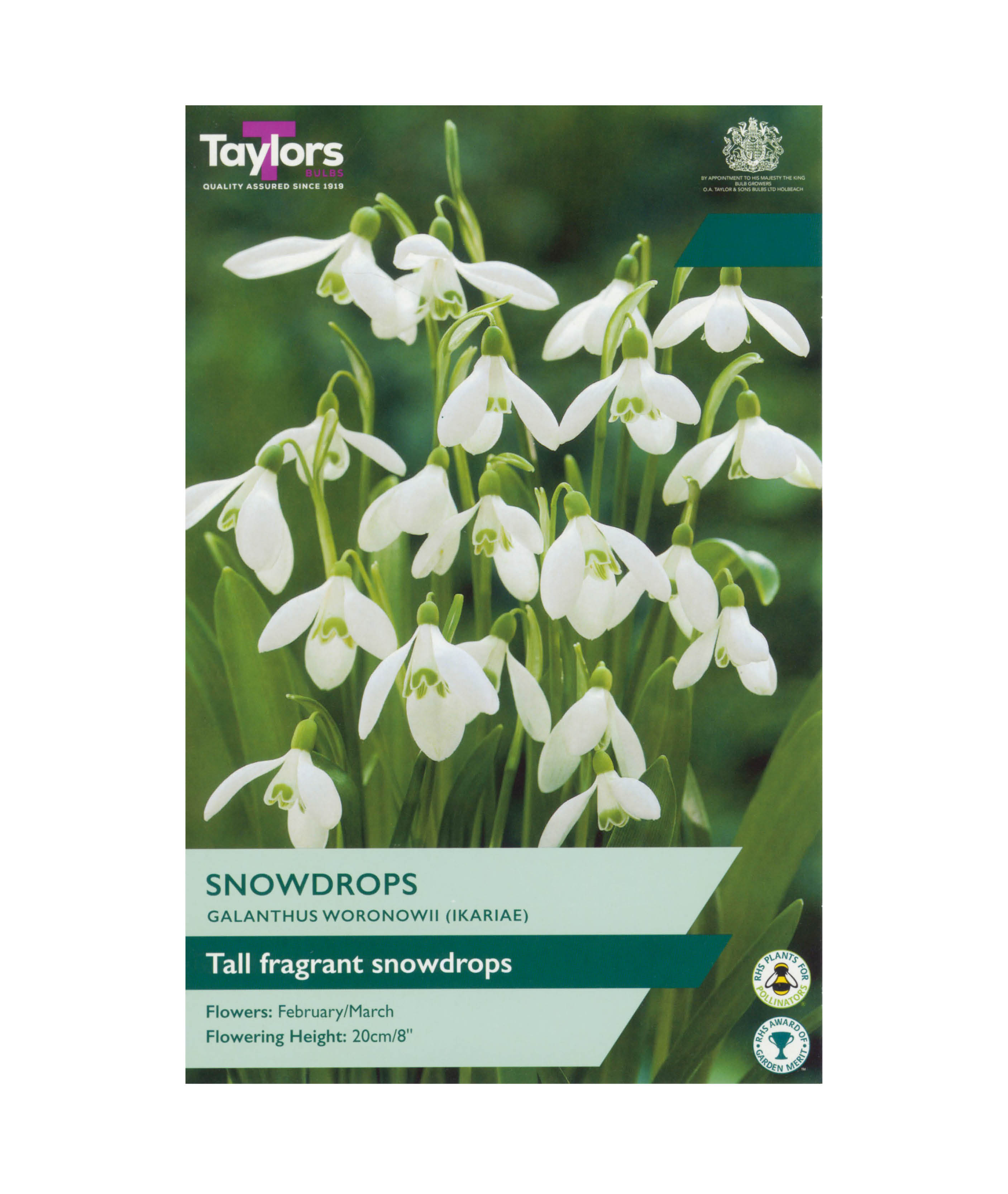 Snowdrops (Galanthus Woronowii)