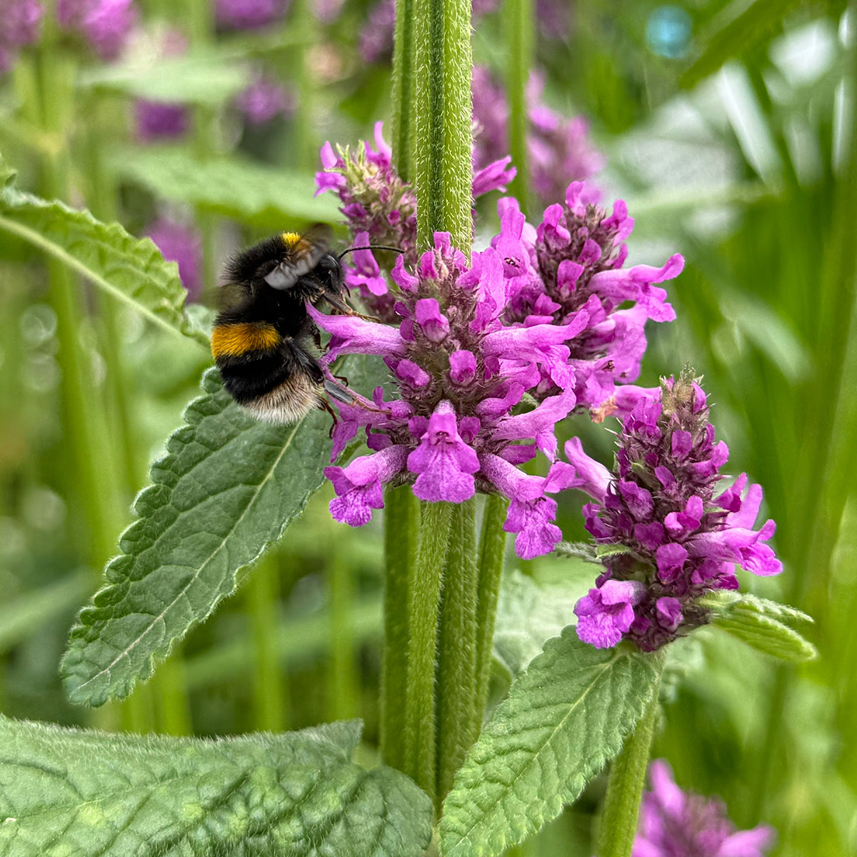 Stachys &