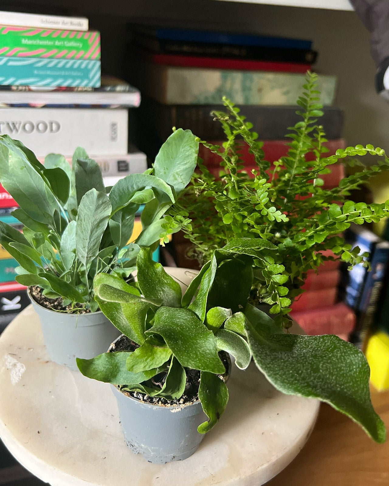 Starter Fern Collection