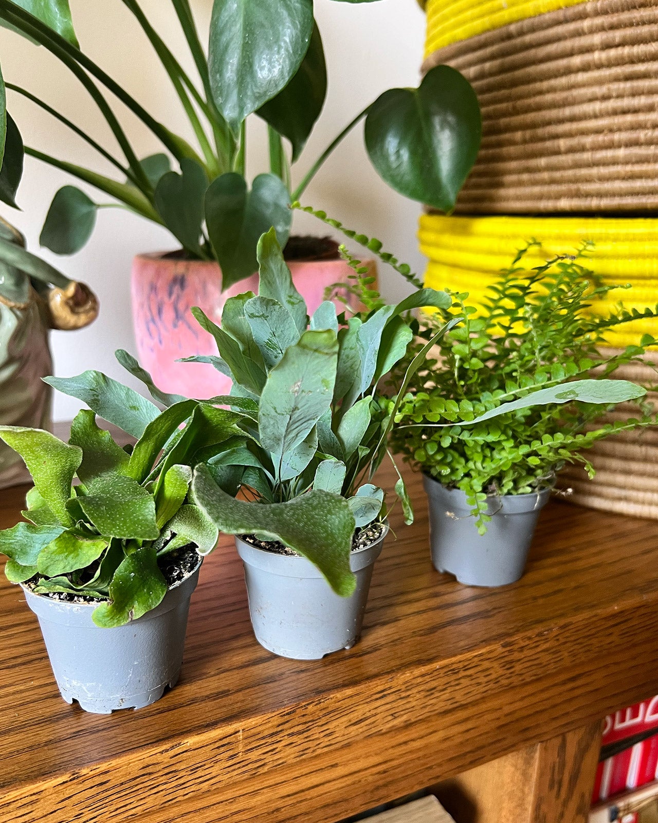 Starter Fern Collection