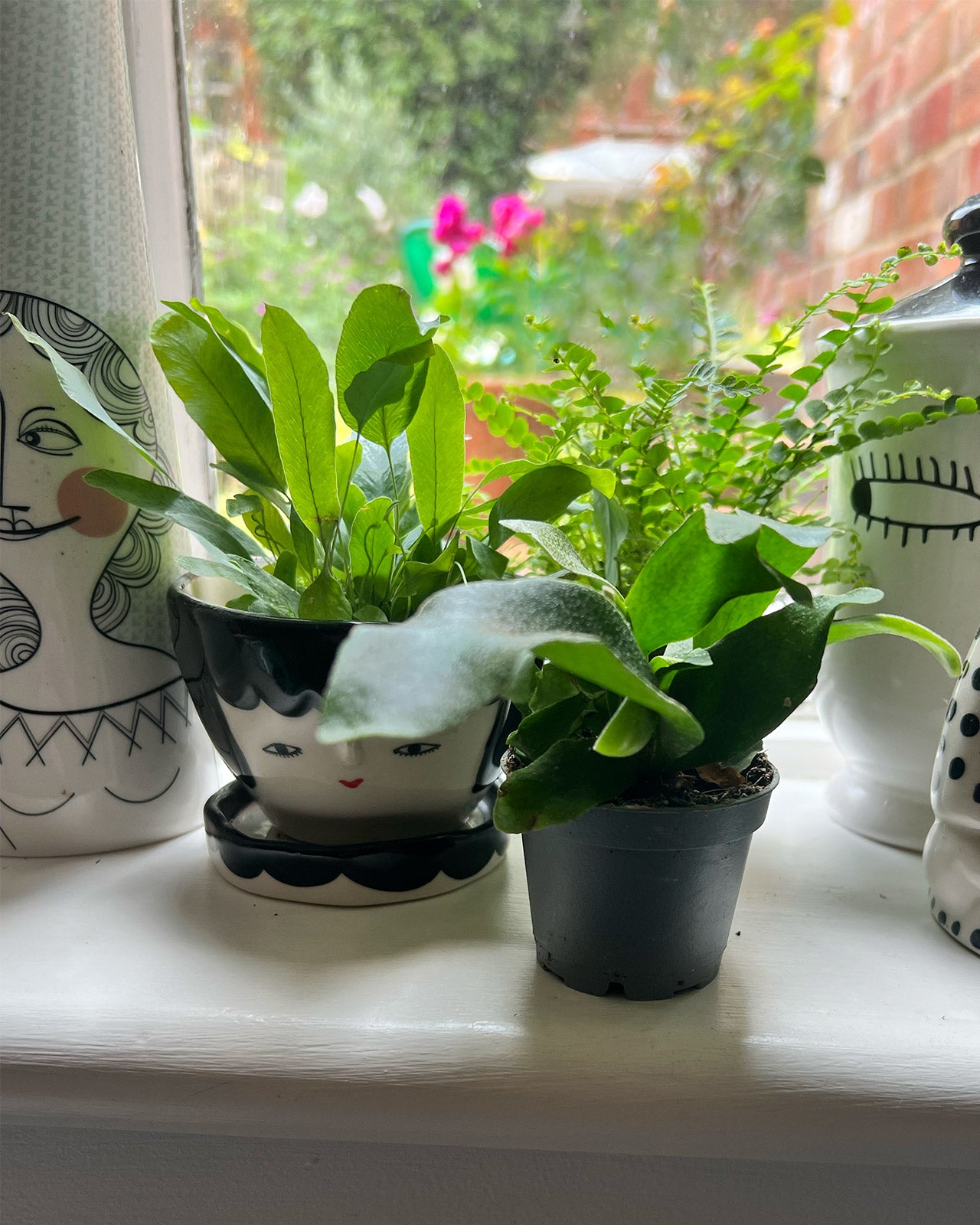 Starter Fern Collection