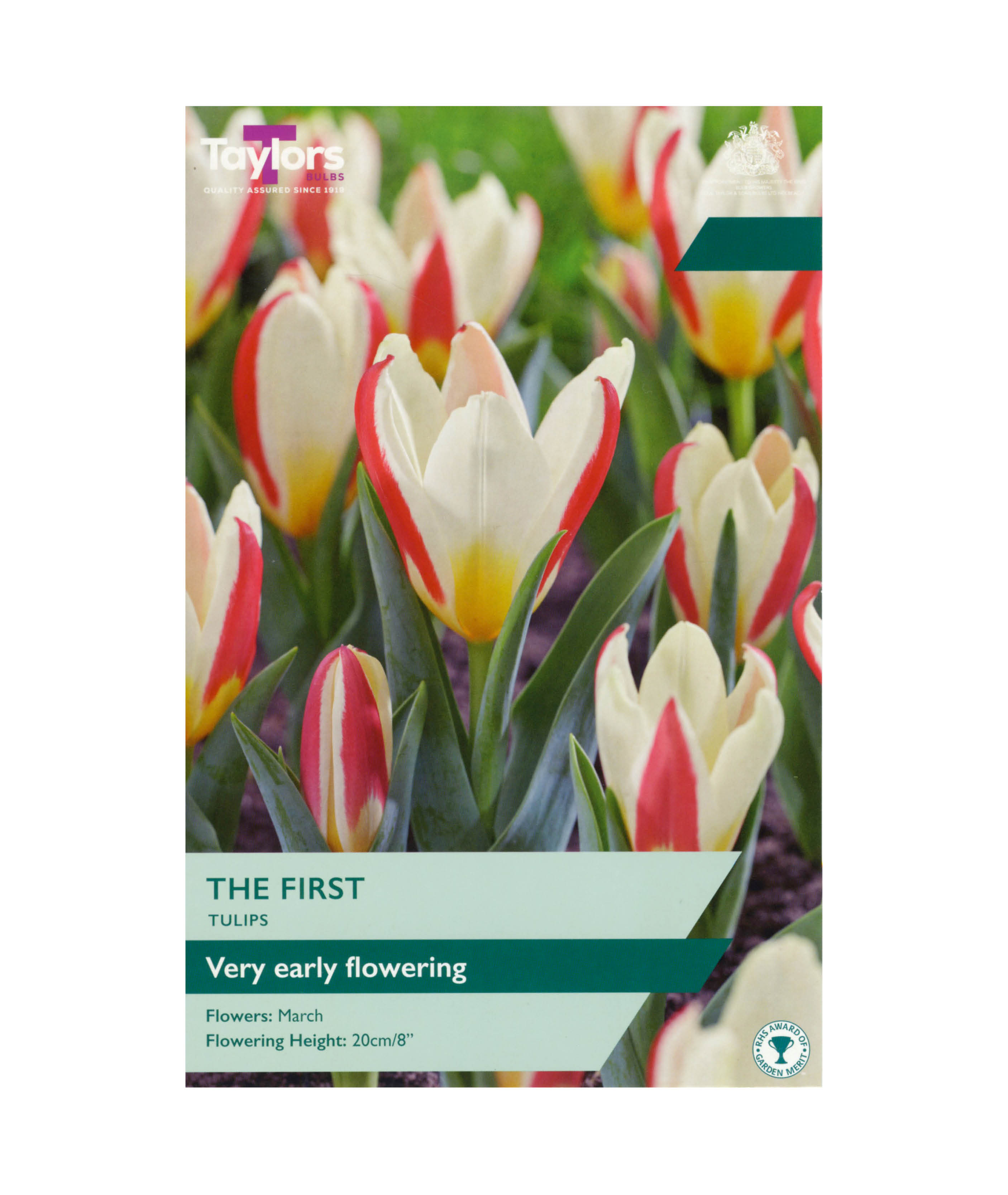 Tulip &
