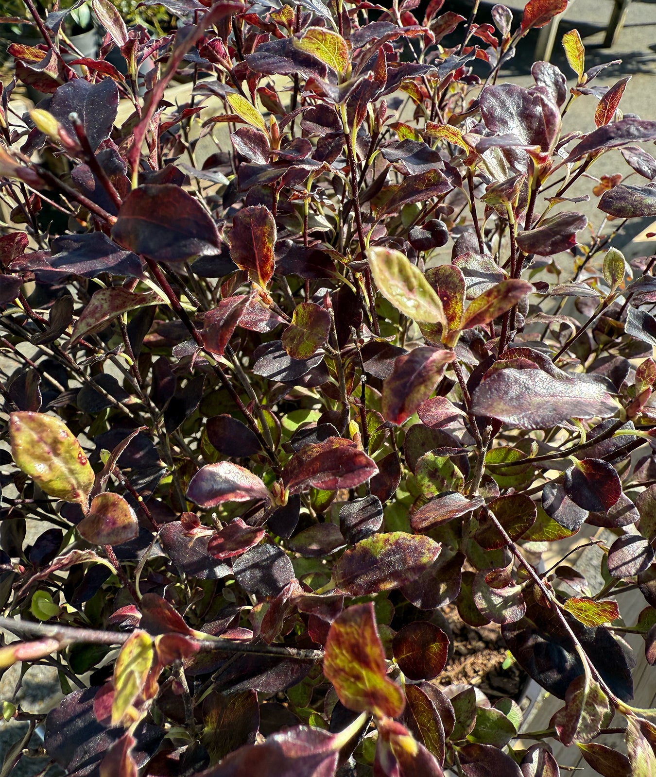 Pittosporum tenuifolium &