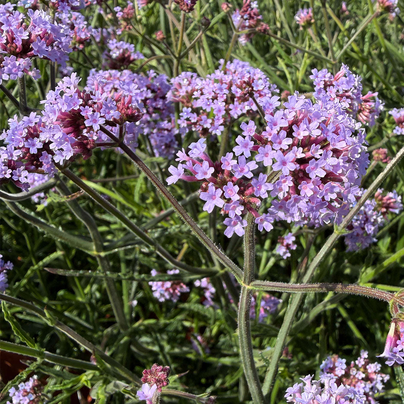 Verbena bonariensis &
