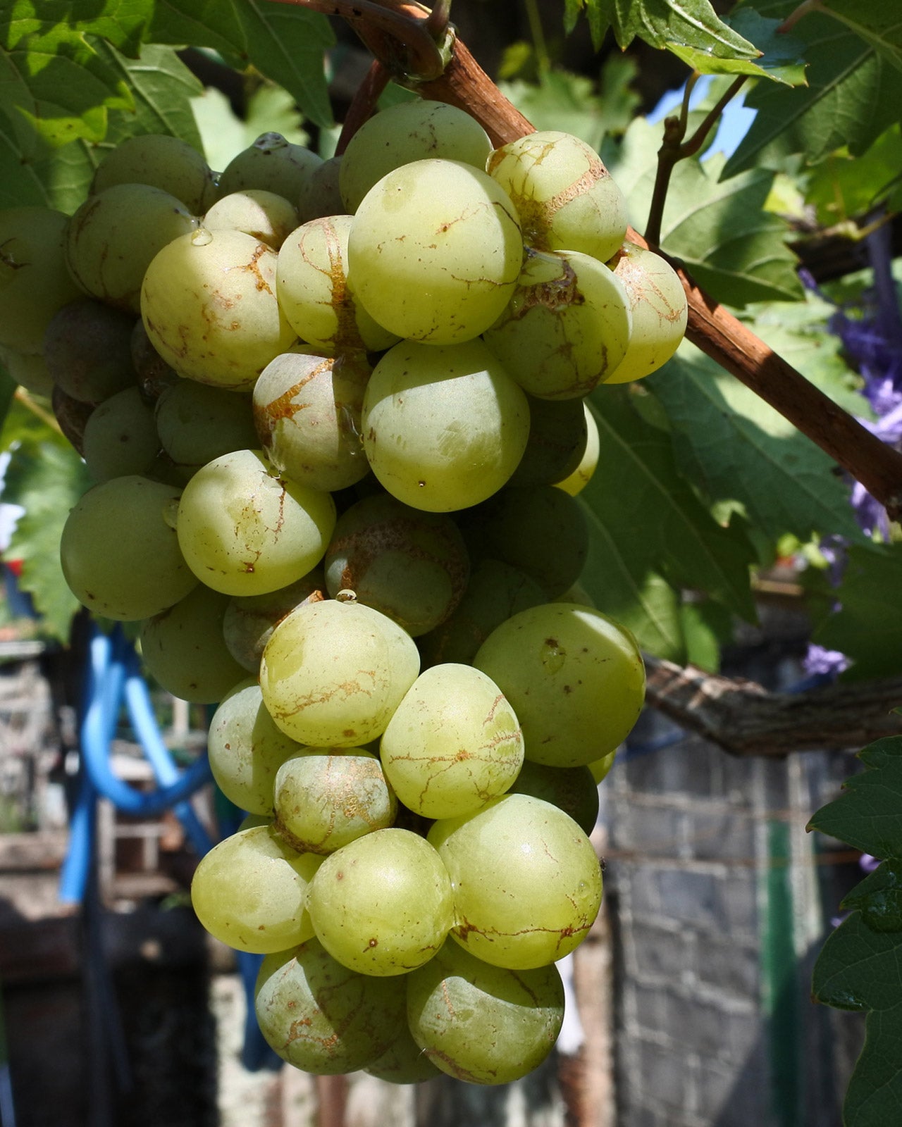 Vitis vinifera &