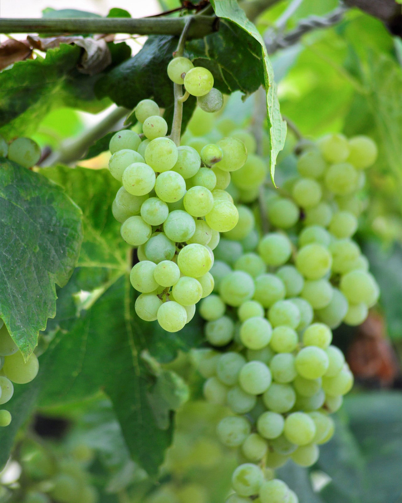 Vitis vinifera &