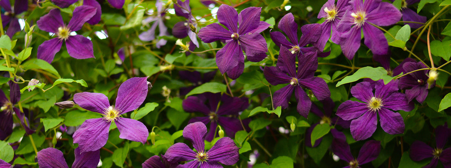 Clematis