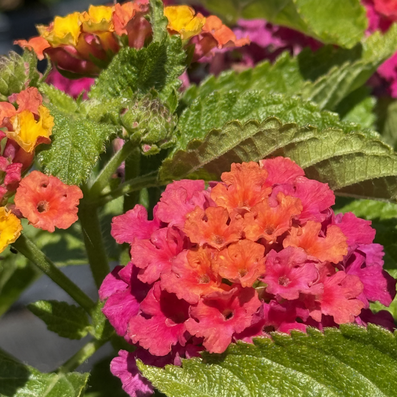 Lantana Calippo &