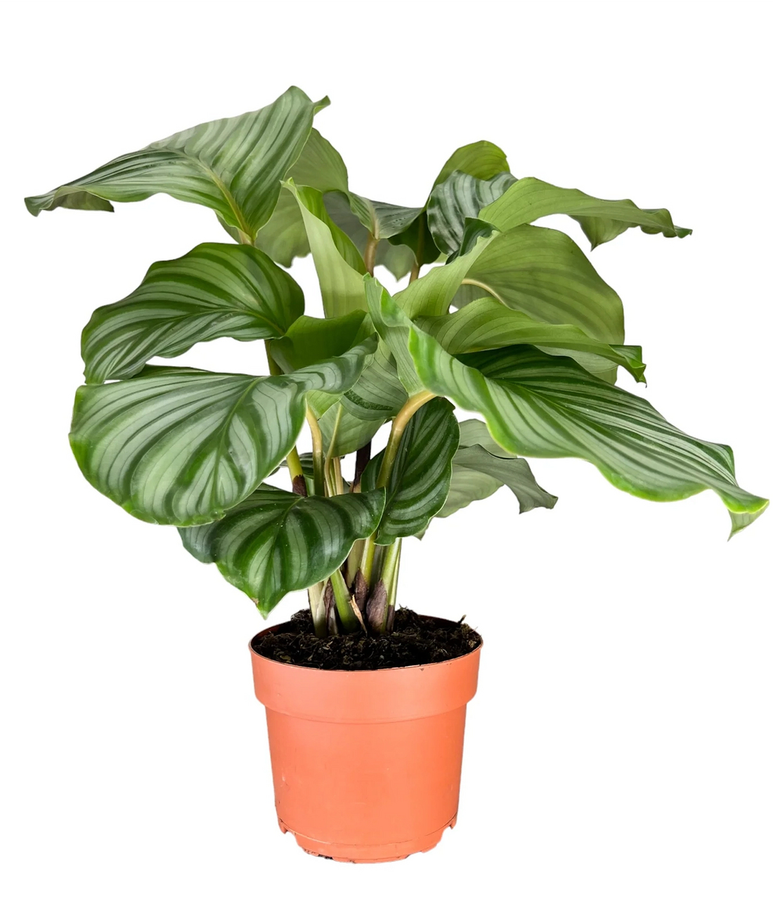 Calathea ‘Orbifolia’ 12cm