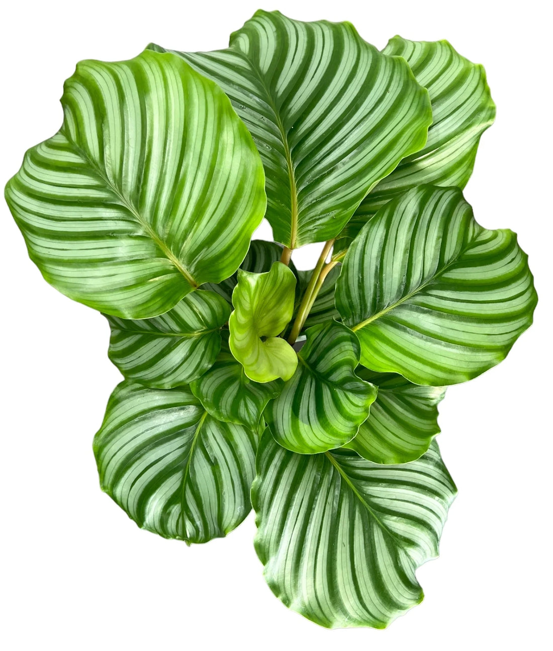 Calathea ‘Orbifolia’ 12cm