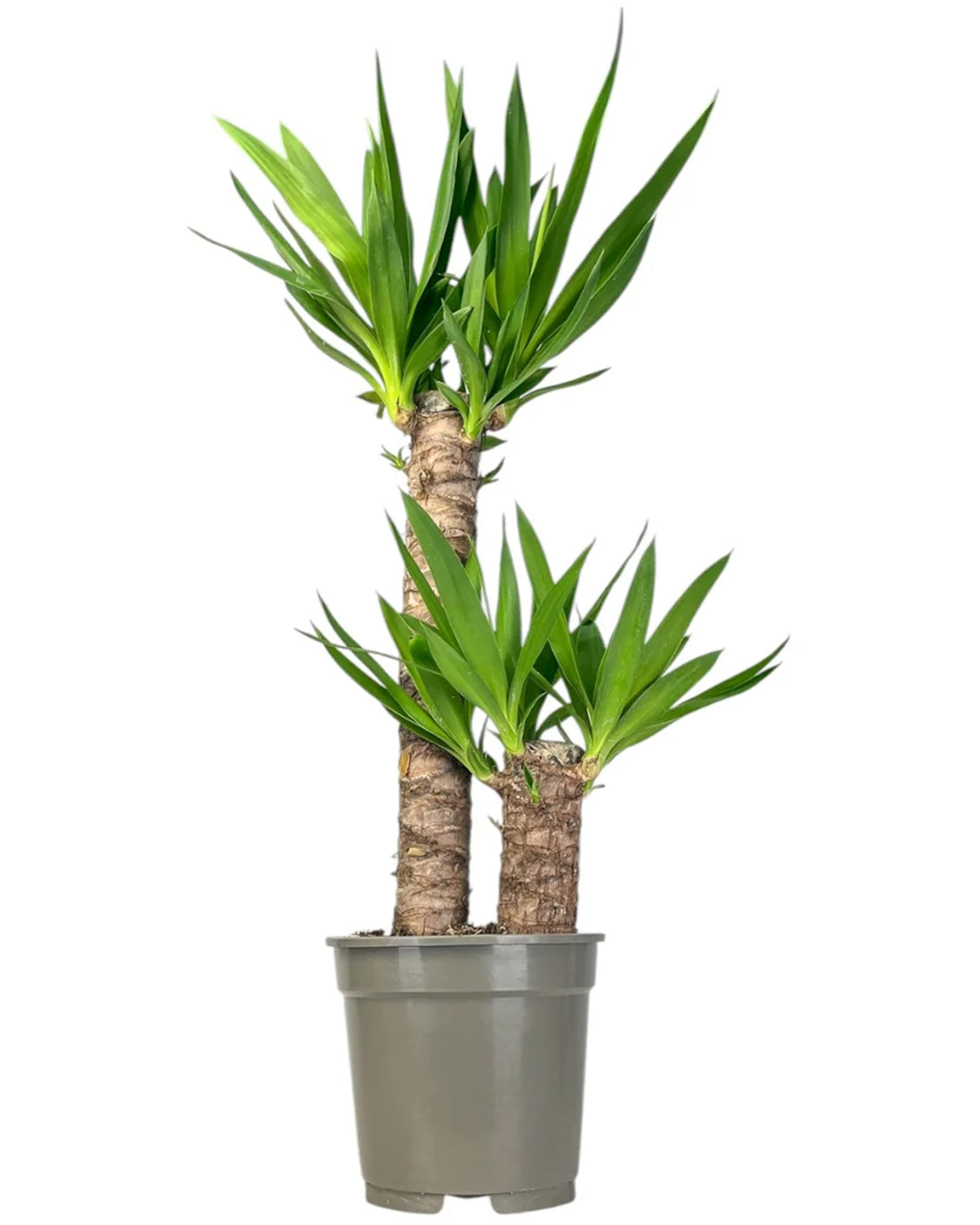 Spineless Yucca - 17cm pot