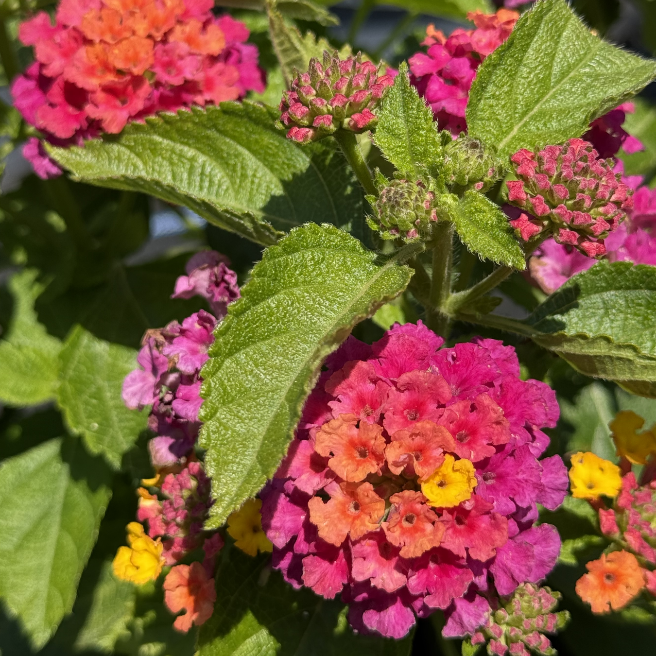 Lantana Calippo &
