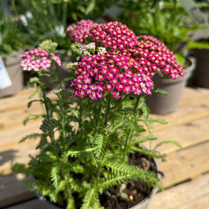 Achillea millefolium &