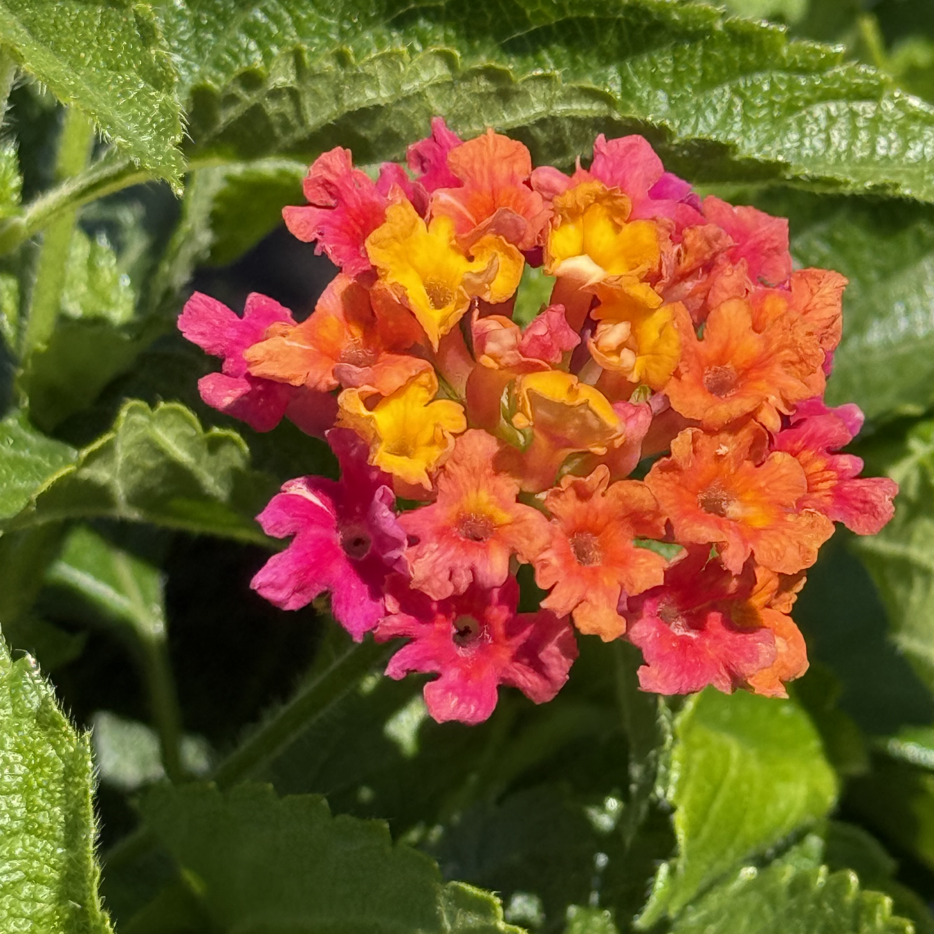 Lantana Calippo &